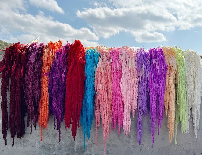 hanging amaranth preserved amaranthus red white black amaranths frozen preserved fresh real amaranth dry flower