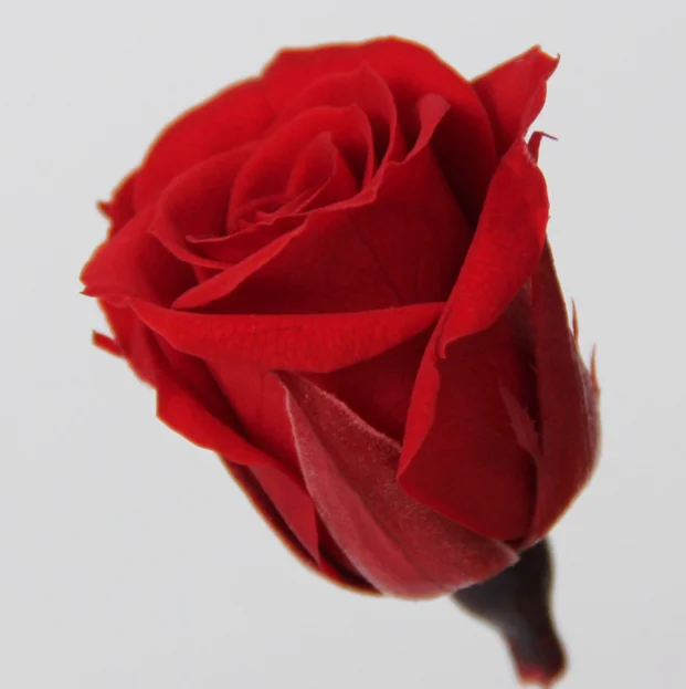 2020 Buy Stabilized Flowers Directly From Preserved Natural Big Single Flowers In 9-10cm
