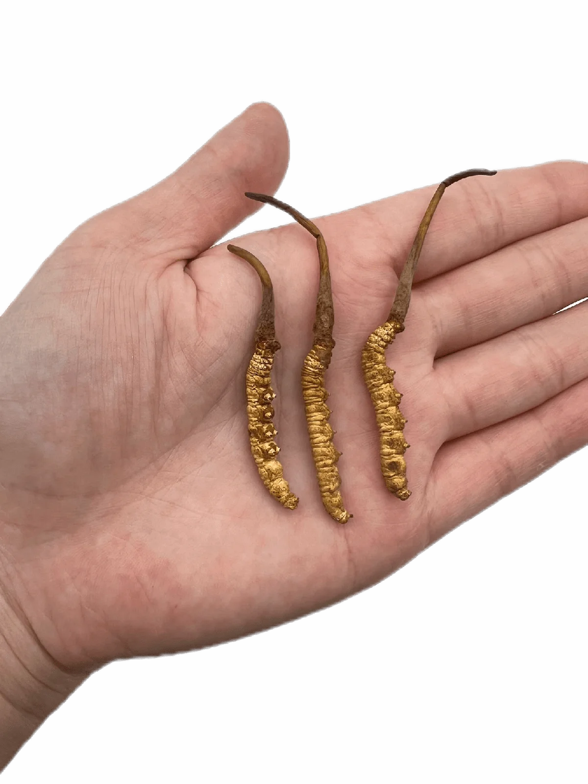 Customization High End High Level Cordiceps Cordyceps Sinensis Fruiting Body Freeze Dried Cordyceps Militaris