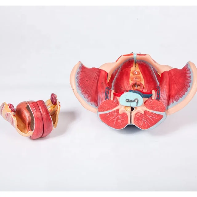 GD/A15107 Female Pelvic with Genital and Vascular Nerve Model