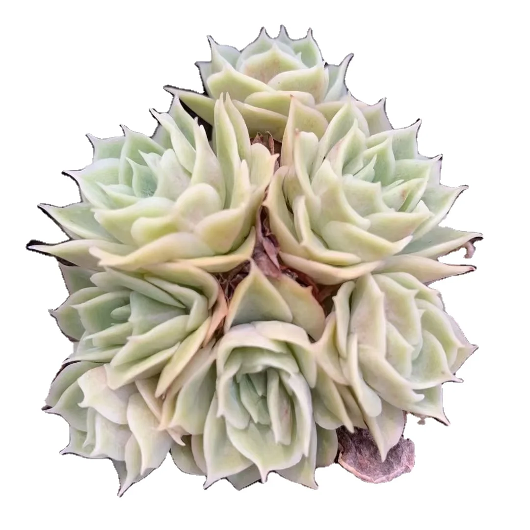 11cm Pot  Succulent Plants  c Garden Plant Decor for Nursery Real  Indoor Plants