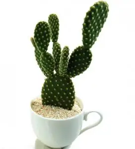 Hot selling high-quality cactus powder and cactus extract