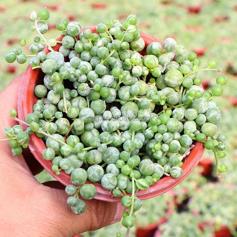 Wholesale Air Plant Senecio rowleyanus natural cactus plants live succuIent plants Home Ornamental Growing Live Cactus