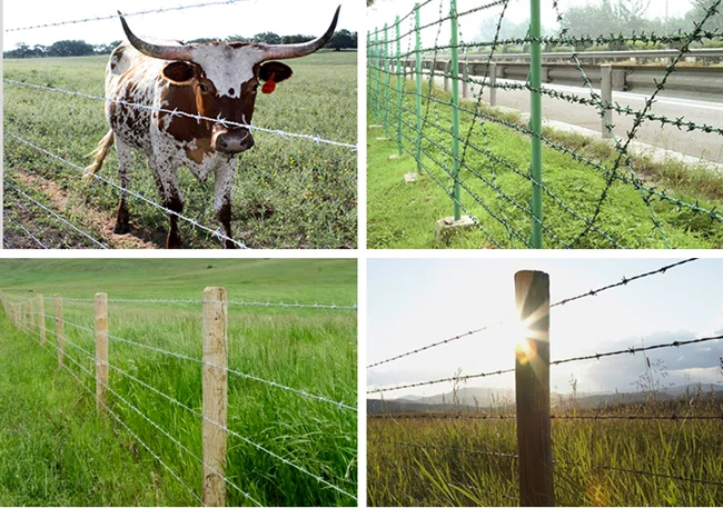 barbed wire 650  (13)