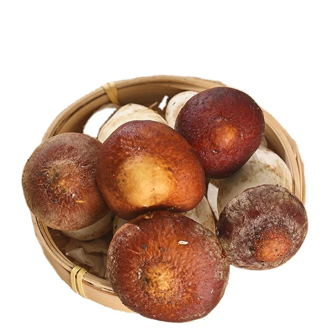 China Finc butan fresh Matsutake pine rare edible mushroom well price