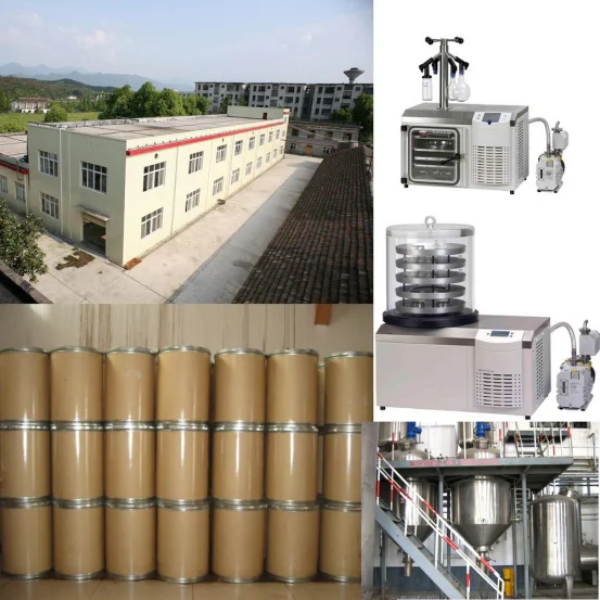 Factory Supply Wholesale Bulk Asian Ginseng Extarct Powder Panax Ginseng Extract Powder