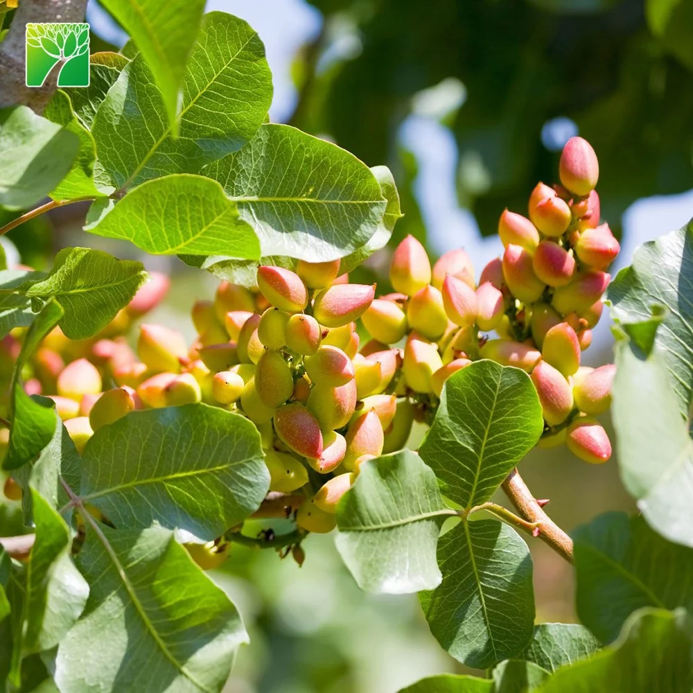 
Cheap wholesale pistacia vera fruit tree saplings pistachio tree plants seedlings from China 