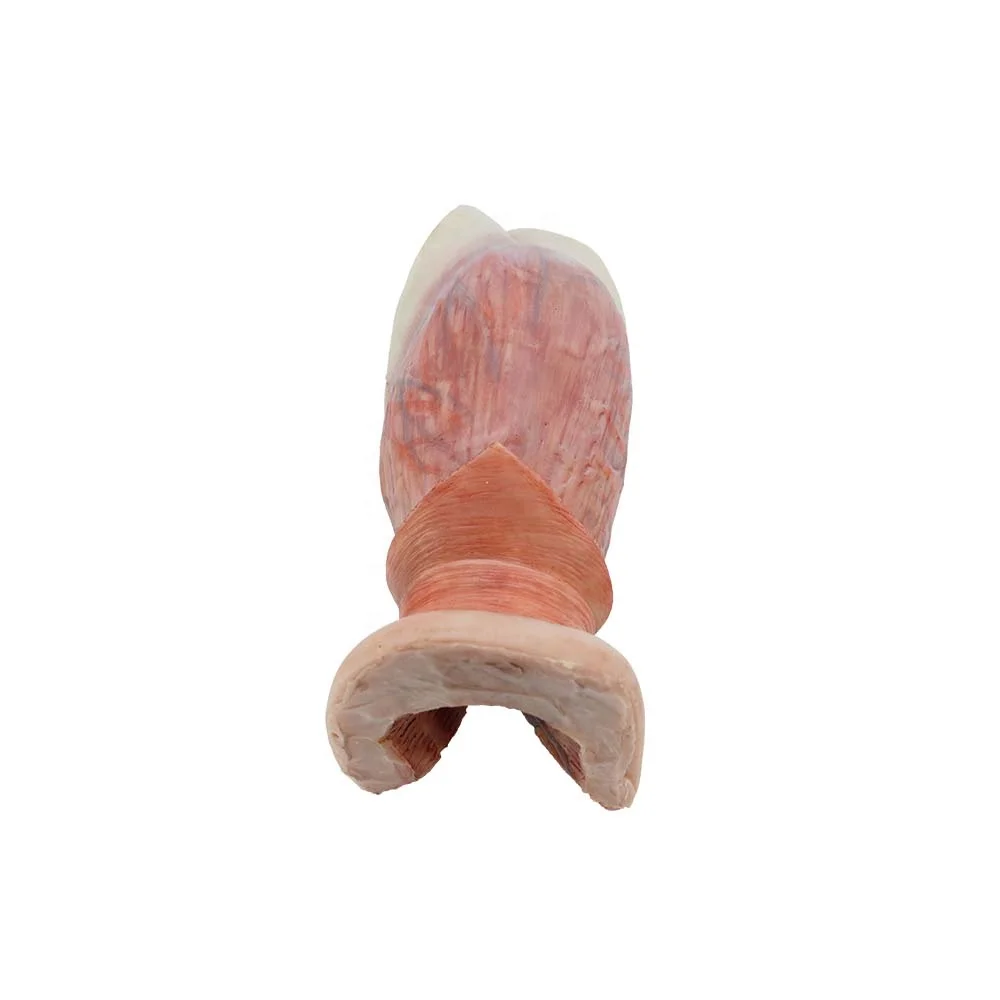 Anatomical Silicone Organ Model Soft Simulation Anal Tube Anatomy Model