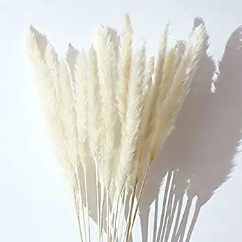 
2020 Hot Selling Cheap Dried Flower Small Pampas Grass For Horticulture and Decoration 