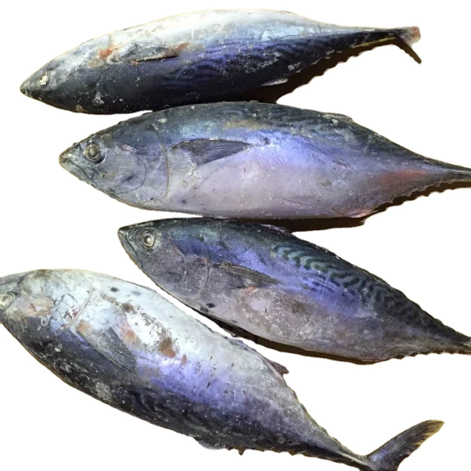 The ship frozen bonito fish(skipjack tuna)