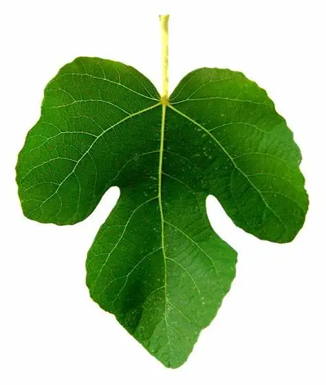 ISO Factory Supply Dried Fig Powder  Ficus Carica Fruit Extract in Bulk Price