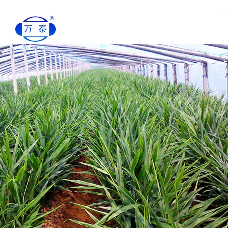 
200 micron ldpe agriculture black greenhouse plastic agriculture polyethylene film for greenhouse clip 