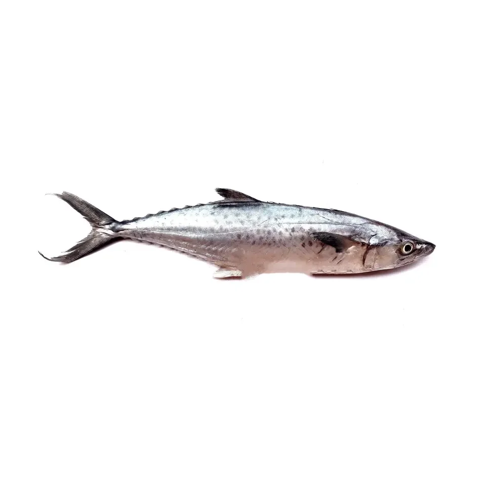 Natural fresh tuna fish frozen seafood cheap wholesale high quality hot selling sea fish whole for sale