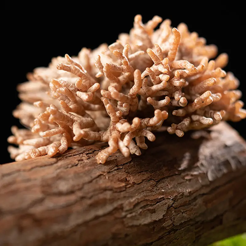 Fresh Healthy Nutritious Food Coral Fungi Mushroom