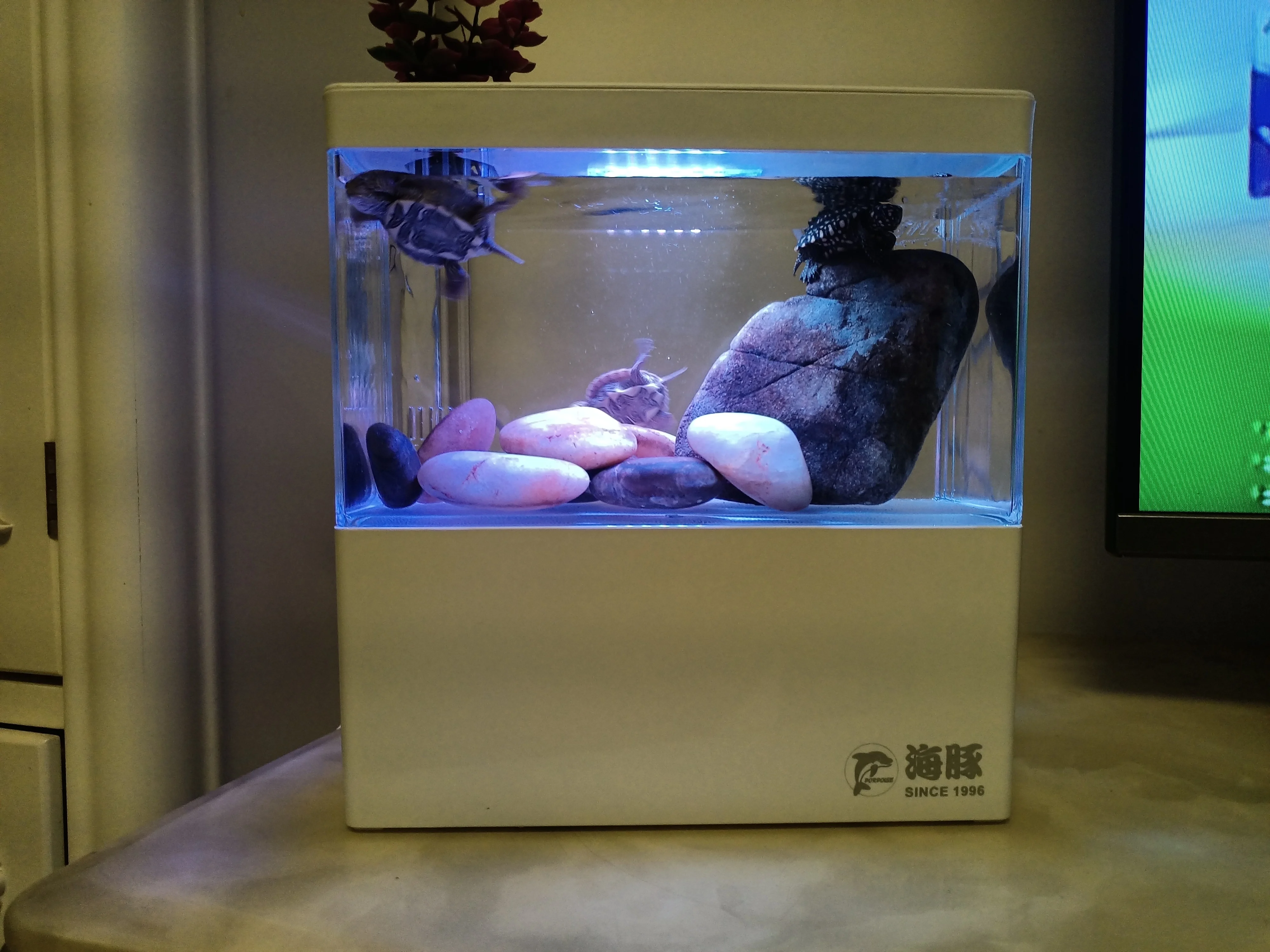 Eco-Friendly Plastic Desktop Mini Fish Tank Tropical Acrylic Aquarium with LED Light and Filter Water Usage Fish Tank