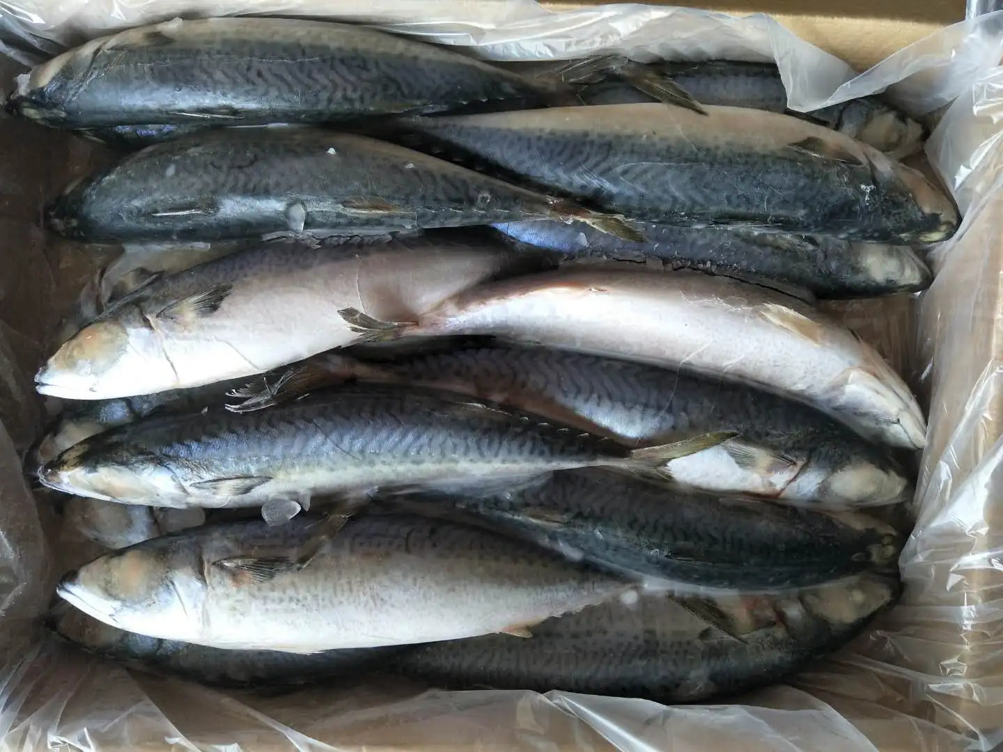High quality price whole round size 500-600g/pcs frozen pacific mackerel fish