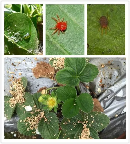 
China Supply Amitraz 12.5%EC 20%EC 98%TC With Best Price 