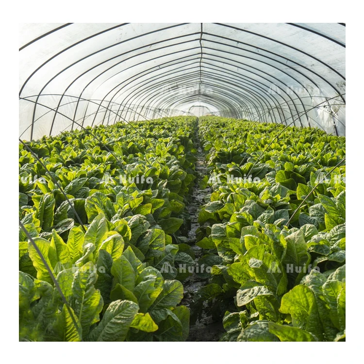 Large Multi-Span Green House Agricultural Vegetable Greenhouse With Tomato Hydroponic Growing System