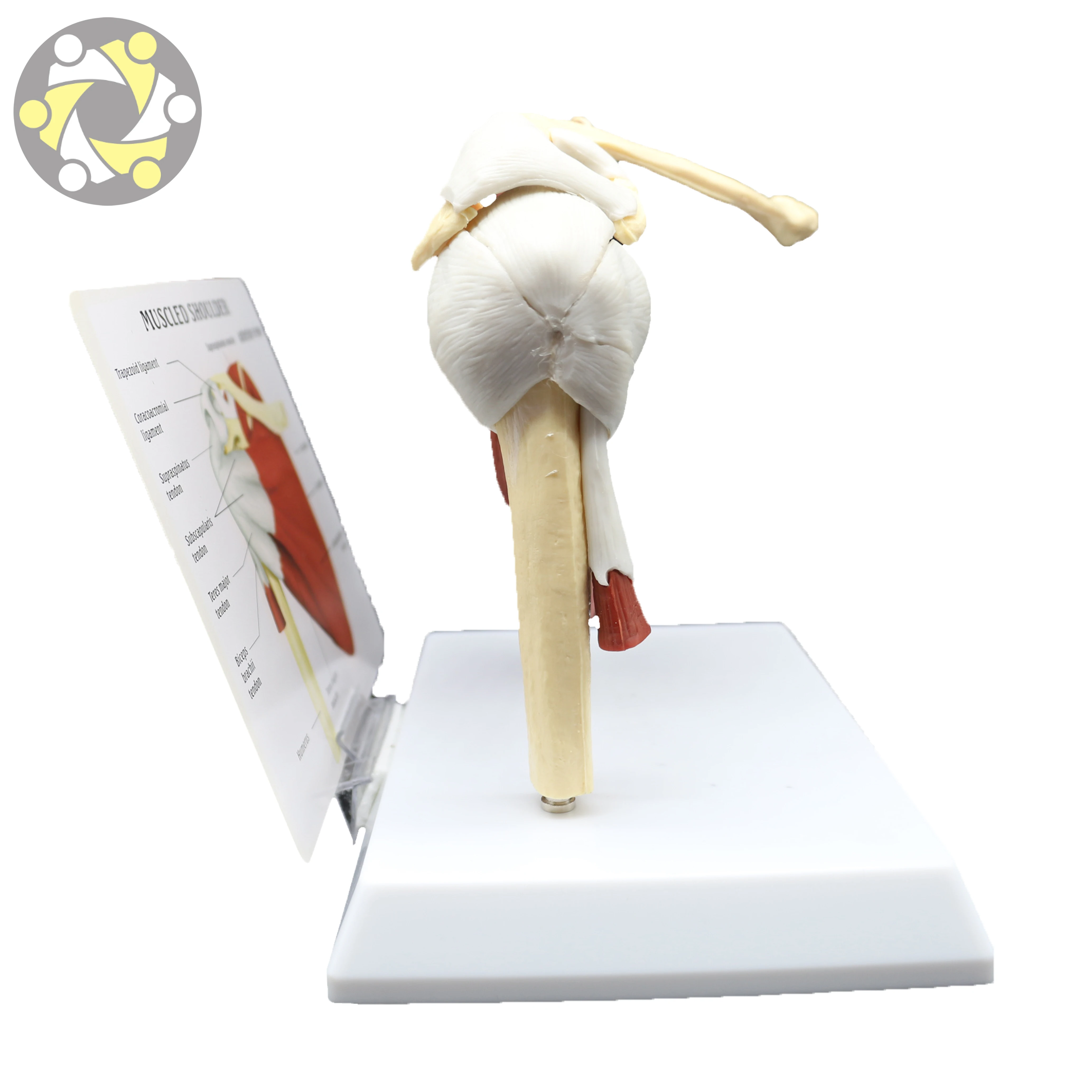 Medical Science Human Shoulder Joint Skeleton Model with Muscle