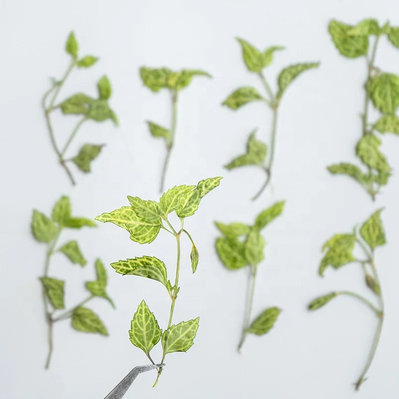 Butterfly Lotus Leaf Scrapbooking Epoxy Resin Natural Plant Eco-friendly Real Pressed Flower