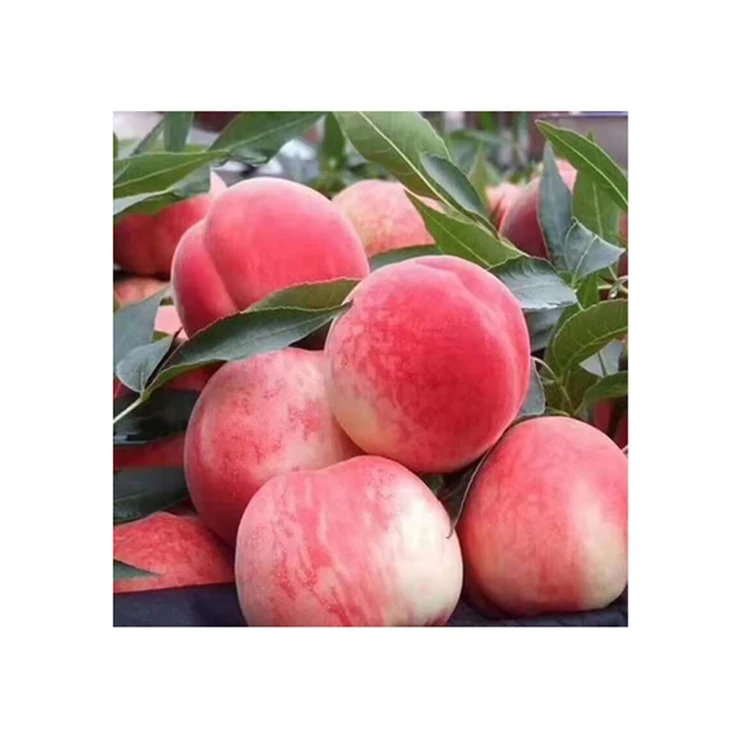 Первоклассное качество, сезонный розовый сладкий персик, вкусный сочный персик