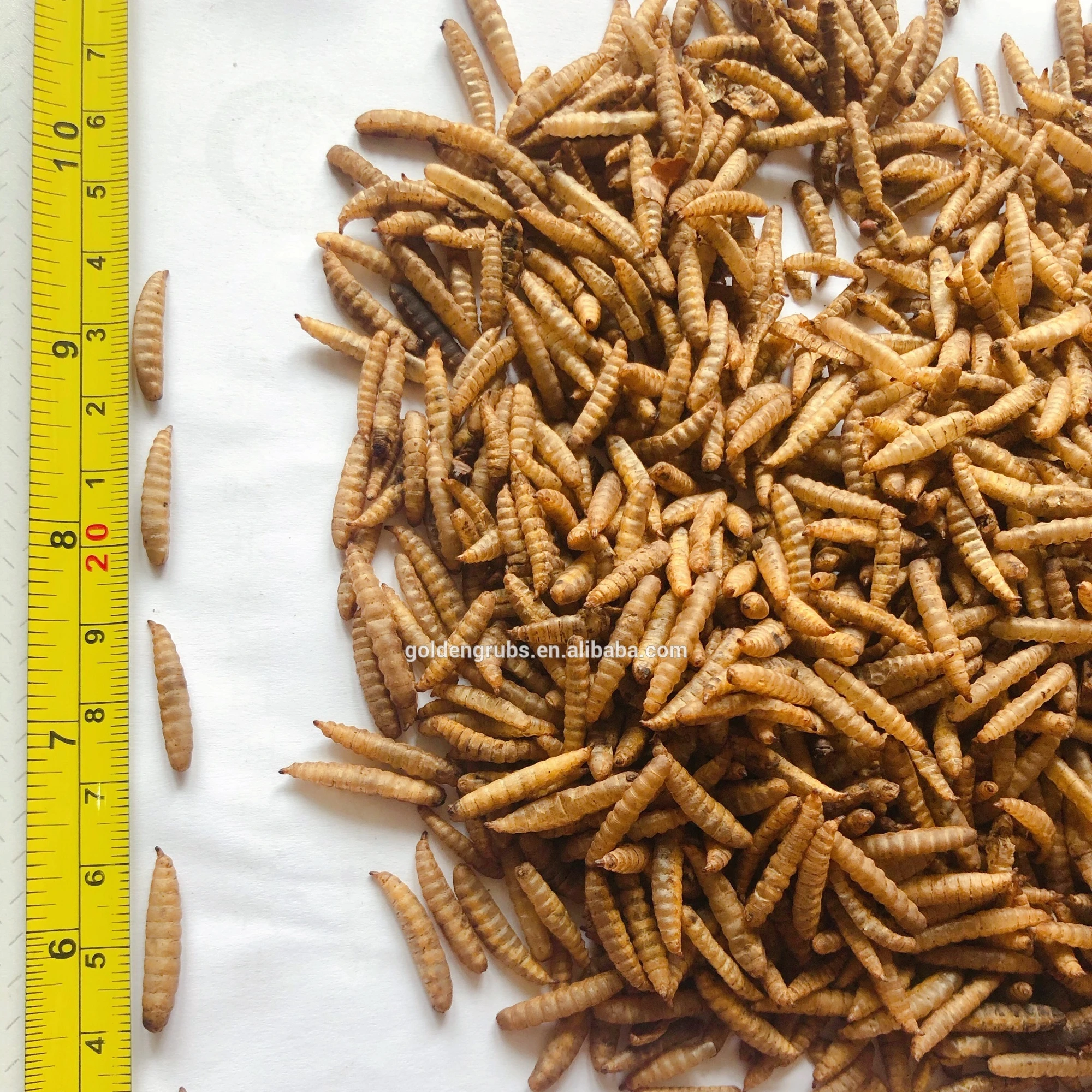 Chicken feed insect protein  black soldier fly larvae dried black soldier fly for pet feed