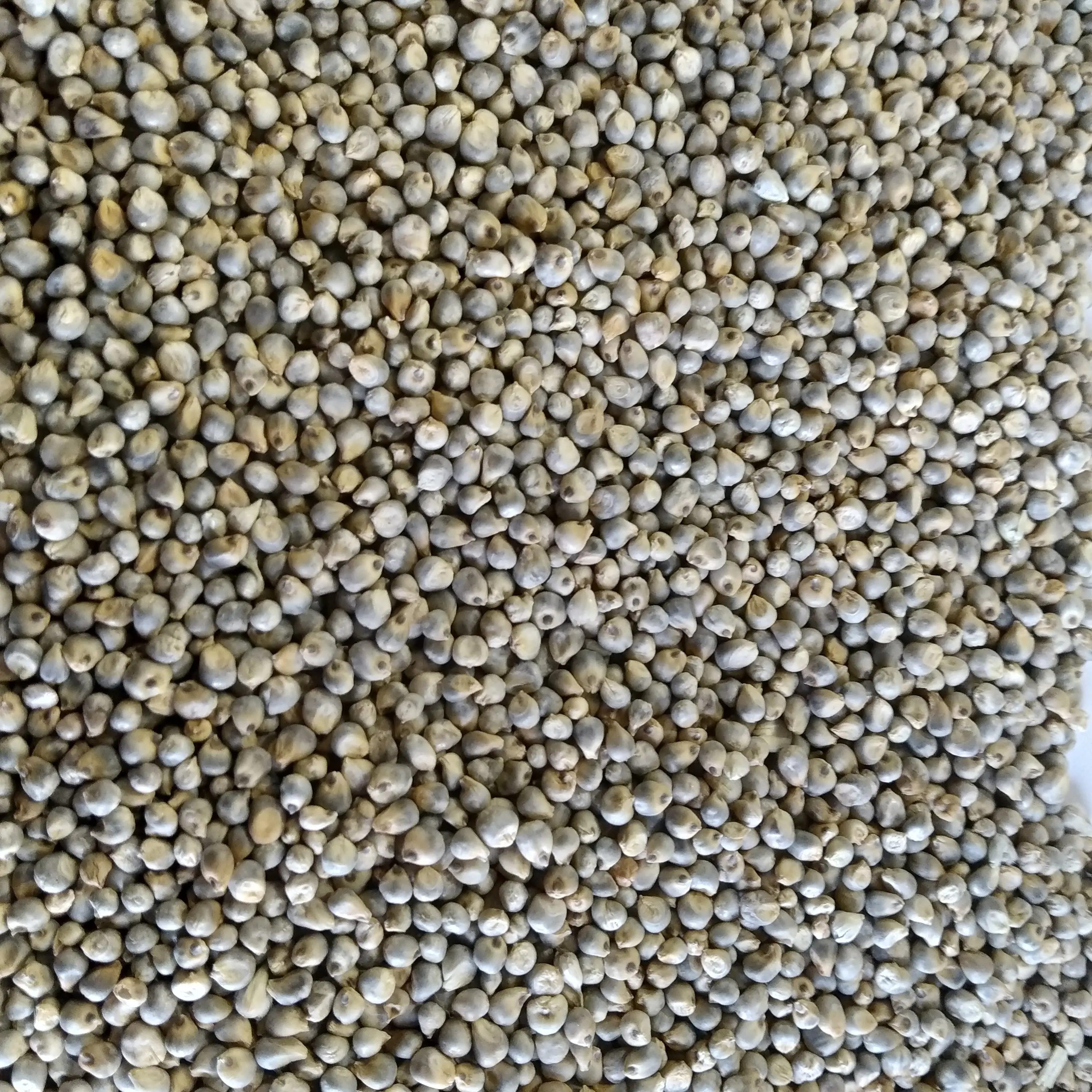 Millet Grains from Indian Origin