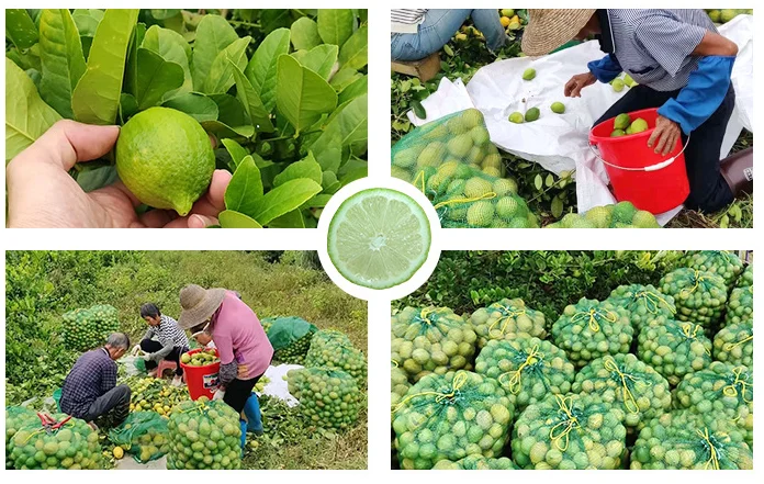 Оптовая продажа свежие фрукты зеленый кислый вкус лимон без семян