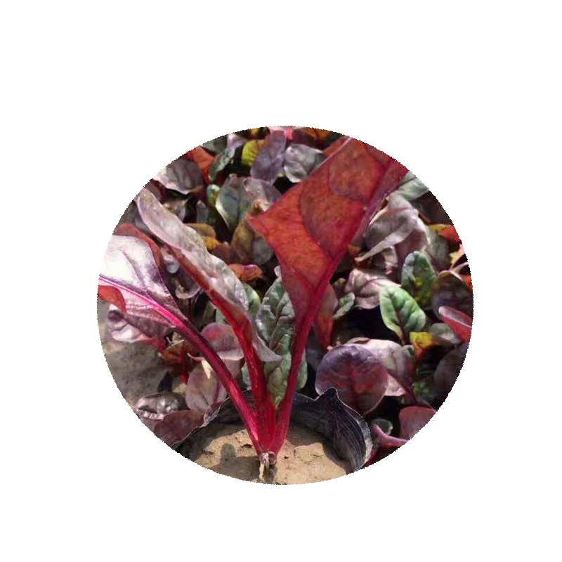 Китайские гибридные красные семена свеклы F1 для посадки