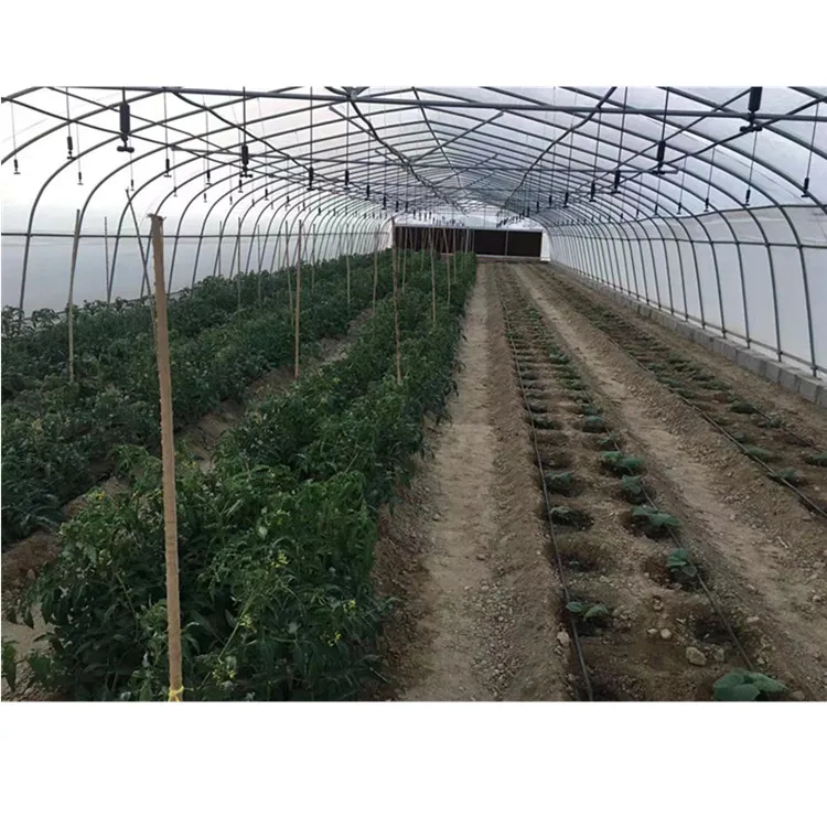 
Skyplant Galvanized steel Frame Single span PE Film greenhouse for Agriculture Low cost Tunnel greenhouse for flowers plant 