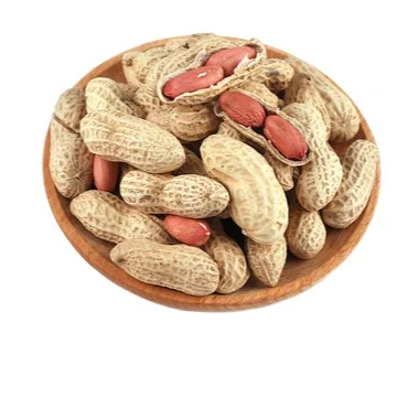 New crop good quality wholesale peanut in shell 9/11
