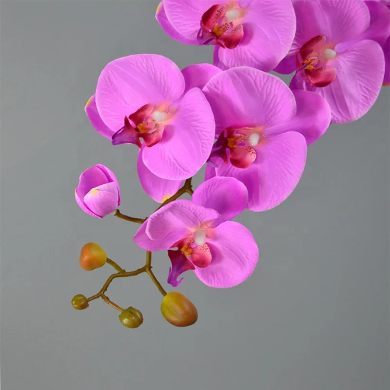 Environmentally friendly plastic phalaenopsis potted for home decoration