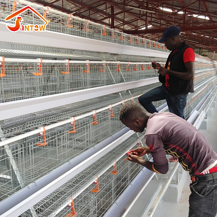 Chicken Poultry Layer Cages System