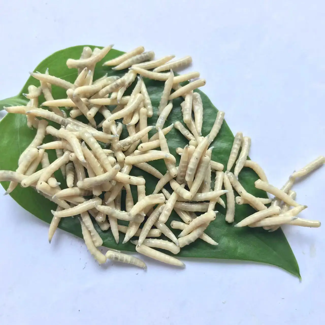 Пищевые насекомые Eco Fresh Riceworm корм для домашних животных съедобные рыбы черепахи птицы