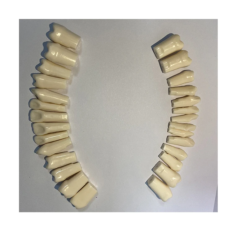 Модель зубных зубов, замена зубов