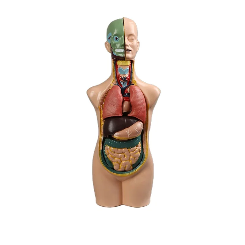 Teaching aid equipment medical teaching organs skeleton medical body anatomy human model torso