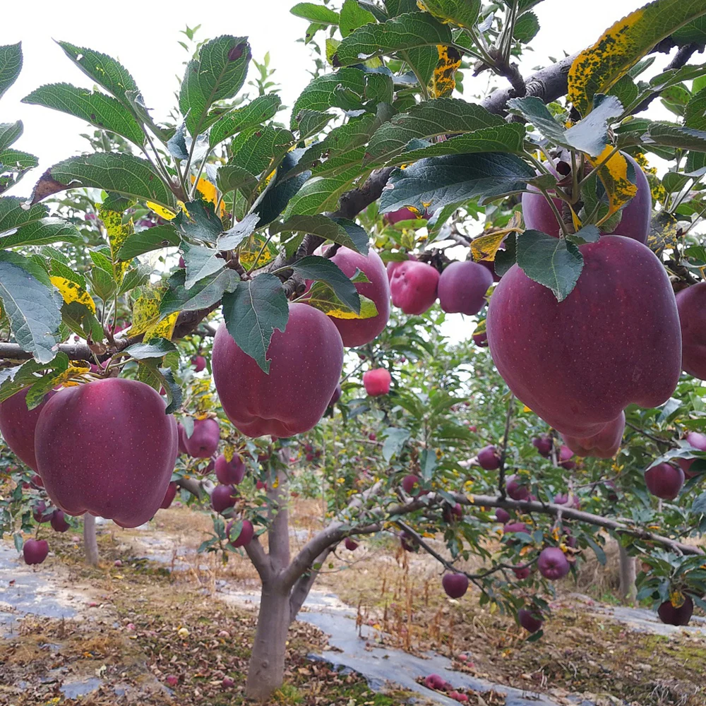 Новый Урожай 2022 свежие вкусные фрукты из Китая красное