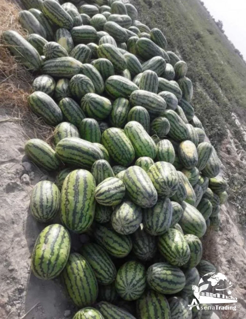 The most popular wholesale Premium Quality Box Packaging Great Fresh Sweet Juicy Natural Fresh Watermelon