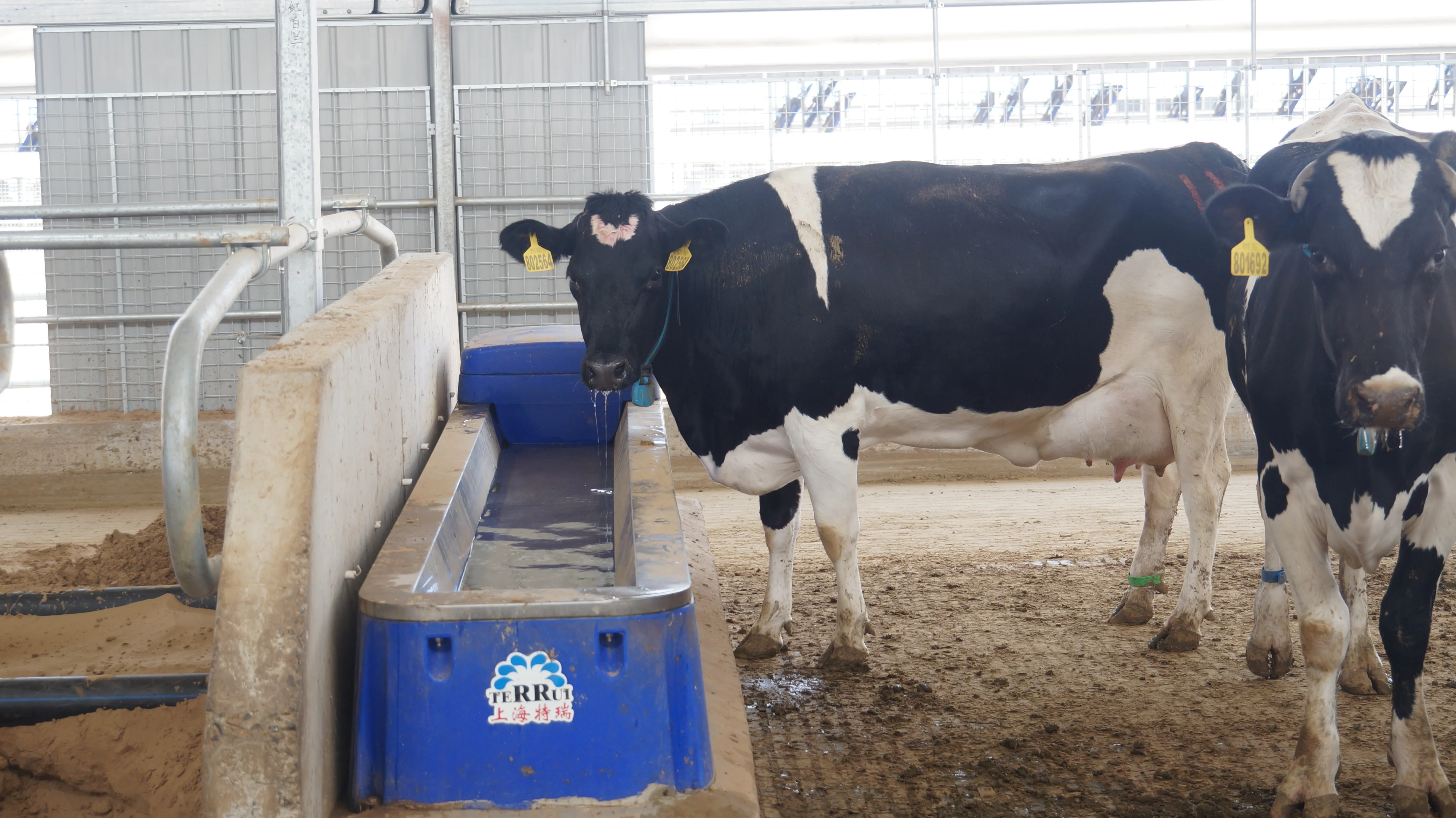 Dairy Farm Modern Two Balls Plastic  Long-Life Durable  Usage Sheep and Cow Drinking Livestock  Sheep Water Trough