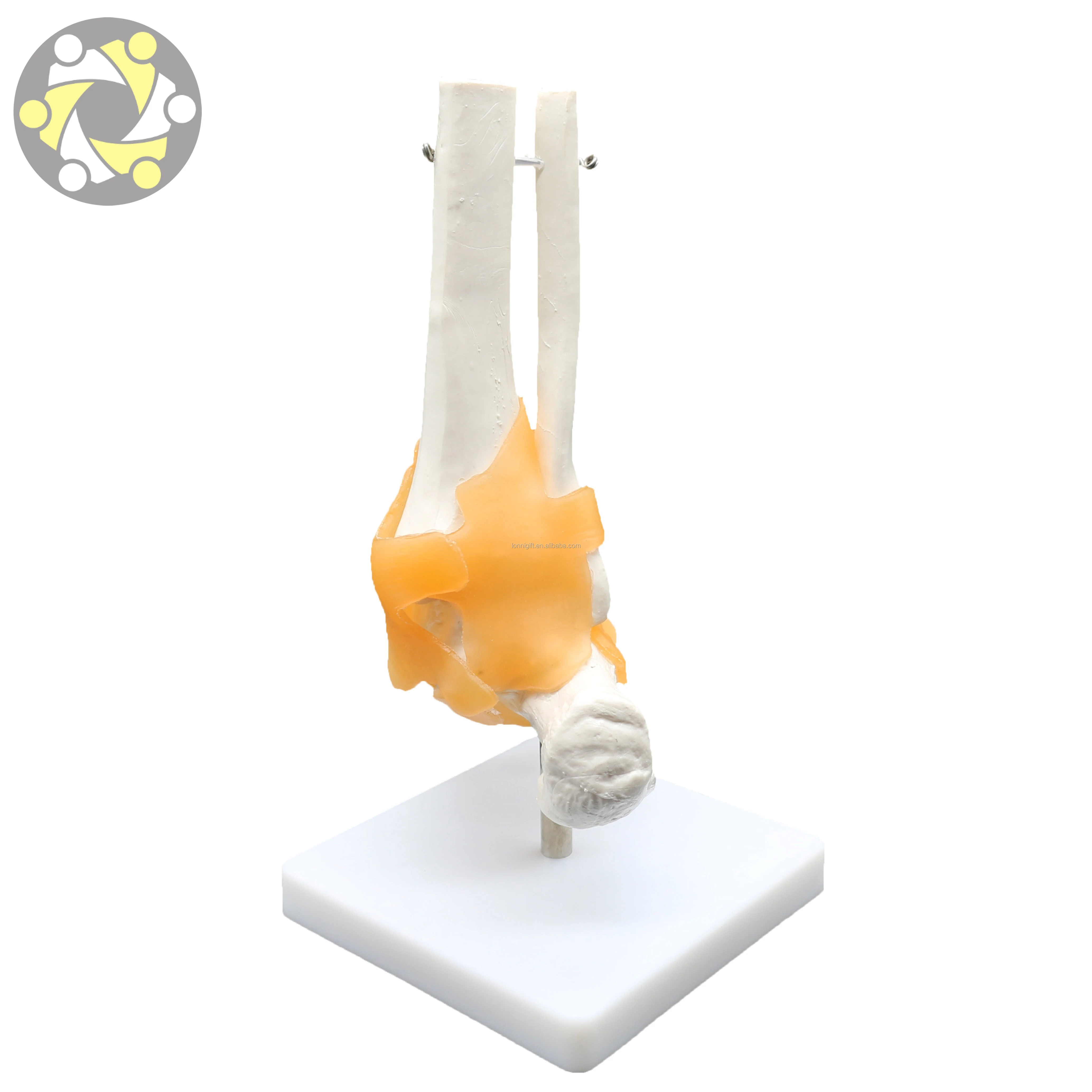 Low price foot joint model in stock