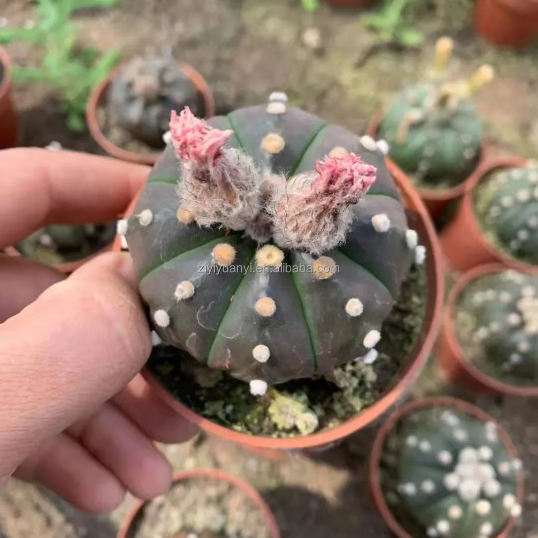 
Wholesale cactus natural plant woody plants Seed plant Astrophytum cactus blooming cactus 