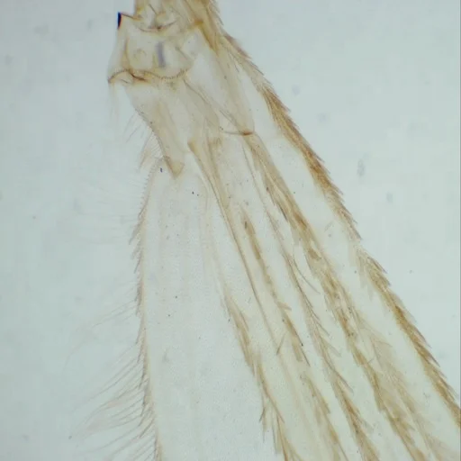 Microscope Slides - Zoology 100pcs Animal Prepared Slides High Quality Educational Supplies for Zoology