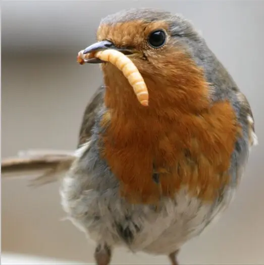 
Dry yellow mealwoms as food for birds canary 