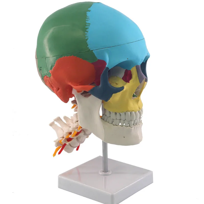 Multifunction Human skull with cervical spine model Skull and seven cervical vertebrae