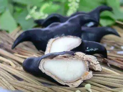 Hot sale new organic food water caltrop low price