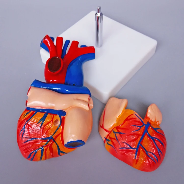 
PVC Life-Size Heart Anatomical Model for Medical Science Teaching 