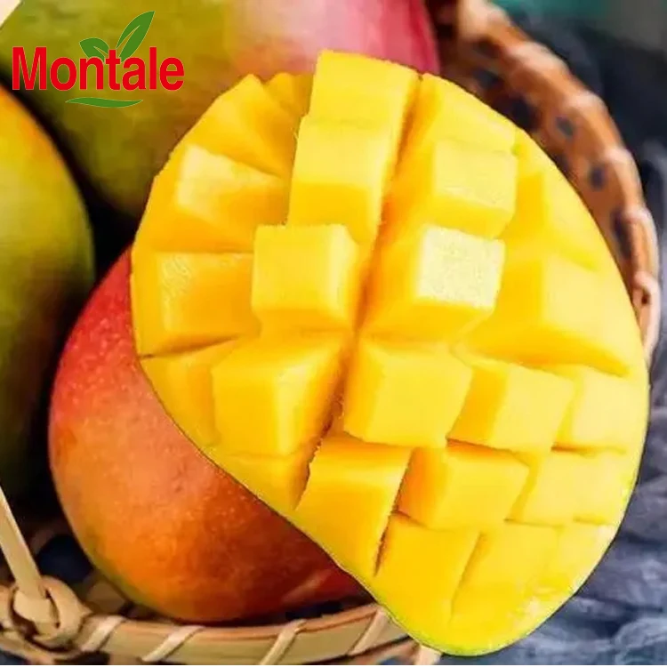 Good Price Fresh Fruit Mango high quality mango