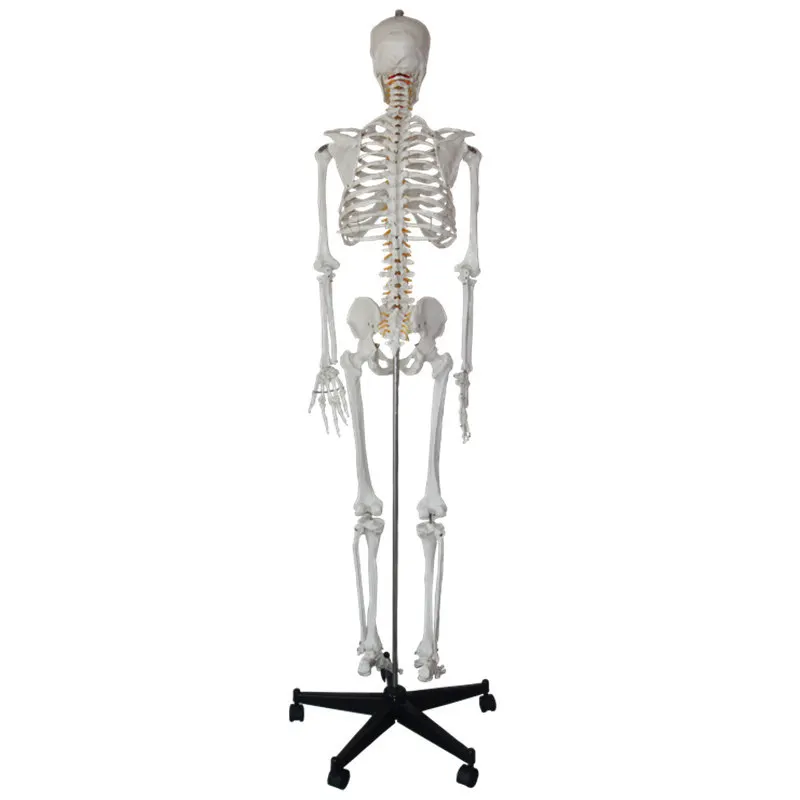 Standard Naturally large detachable height 175cm Human Skeleton Model Material PVC