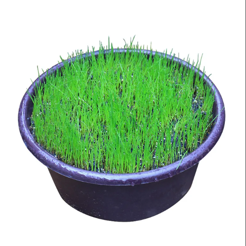 Лидер продаж, семена травы