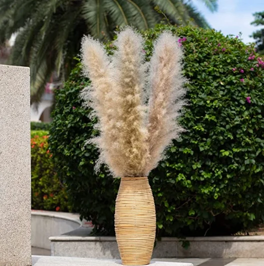 
2021 Dried Flowers Pampas Grass Reed Grass Plumes Large Natural Dried Plant Grey Pampas bunny tails 